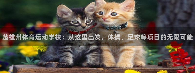 看球通体育a
